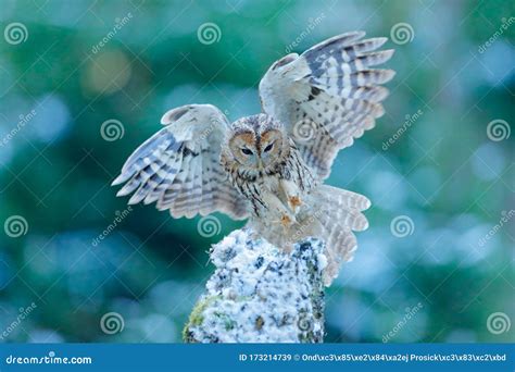 Tawny Owl Strix Aluco Royalty Free Stock Photo CartoonDealer