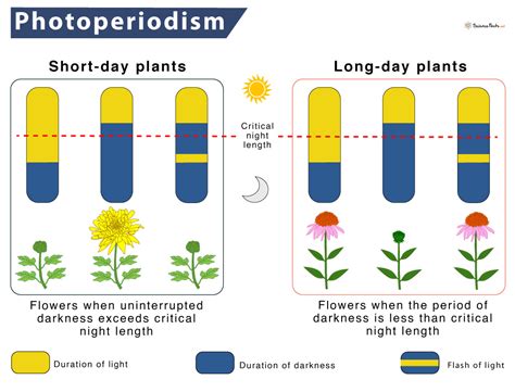 Photoperiodism – Definition, Meaning, & Importance with Diagram