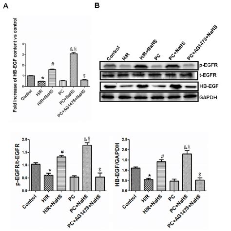 Exogenous H2S Increases The Expression And Content Of HB EGF And The