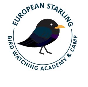 European Starling - Bird Watching Academy