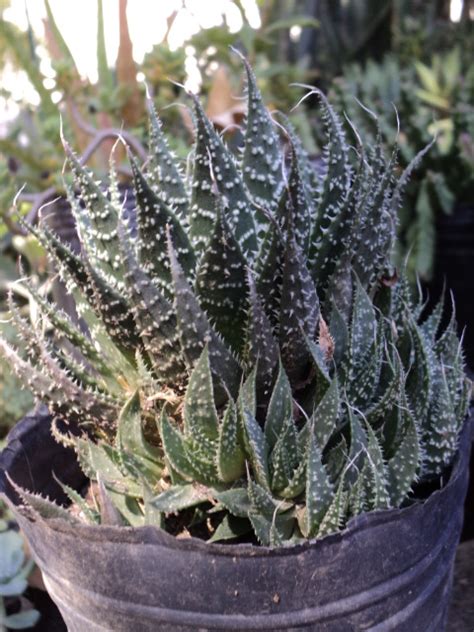 PLANTAS MORENAL Aloe Aristata Disponible En Maceta De Cultivo N12