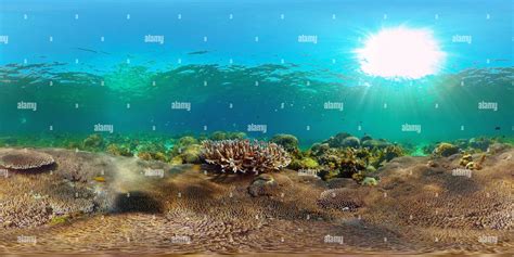 View Of Underwater Tropical Reef View Alamy