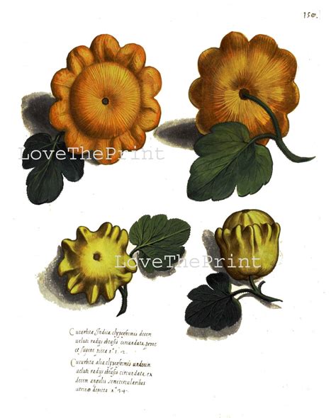 Italian Vegetable Garden Aldrovandi Art Print 23 Botanical Etsy