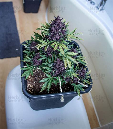 Purple Bud fem cannabis seeds for sale - Herbies