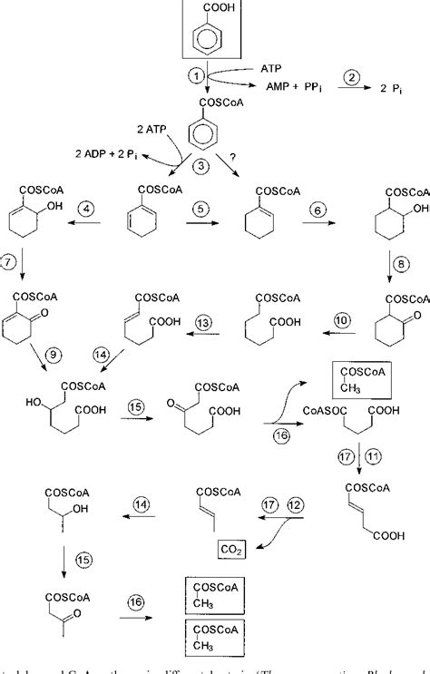 Figure 2 From Anaerobic Metabolism Of Aromatic Compounds Via The