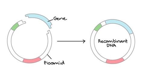 How To Immortalize Primary Cells For Creating A Cell Line Kosheeka