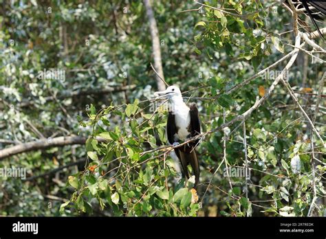 El Magn Fico Frigatebird Es Un Ave Marina De La Familia De Frigatebird