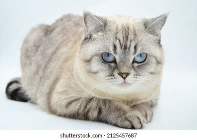 Silver Seal Lynx Point Bengal Cat Stock Photo 2240167869 | Shutterstock
