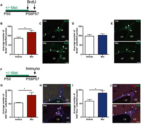 Metformin Has Sex Dependent Effects On Proliferation But Enhances Download Scientific Diagram