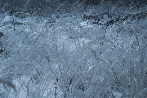 Premium Photo Freezing Rain Winter Ice And Snow On Branch After