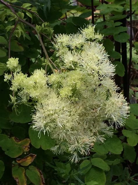 Thalictrum Lucidum Penlan Perennials Nursery