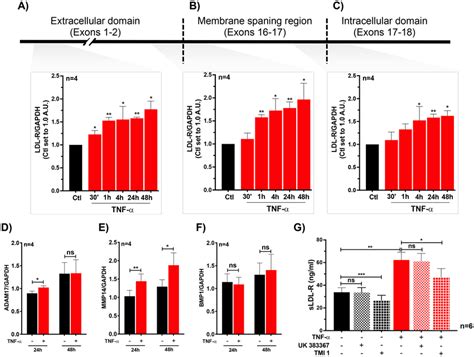 TNF α induces the gene expression of LDL R and surface protein