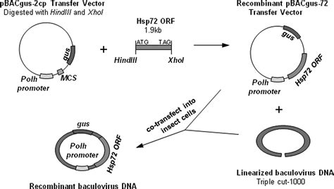 Chaperokine Function Of Recombinant Hsp72 Produced In Insect Cells