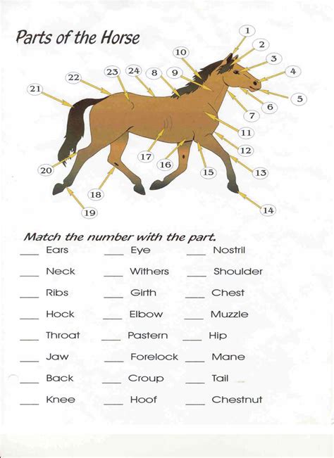 Horse Anatomy Quiz Printable - Printable Word Searches