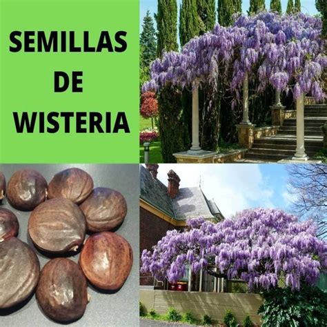 Semillas De Wisteria Sinensis Glicinia