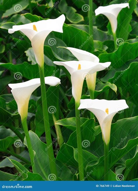 Arum Lilies stock image. Image of blossom, soft, flora - 766749