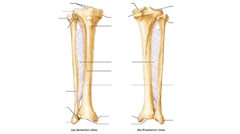 Diagram Of Tibia And Fibula