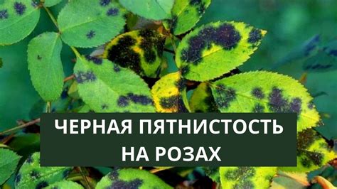 БОЛЕЗНИ РОЗ, ПОЯВИЛИСЬ ЧЕРНЫЕ ПЯТНА. Обработка роз от болезней и ...