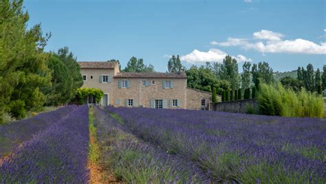 Visiting the Luberon Lavender Fields of Provence, France