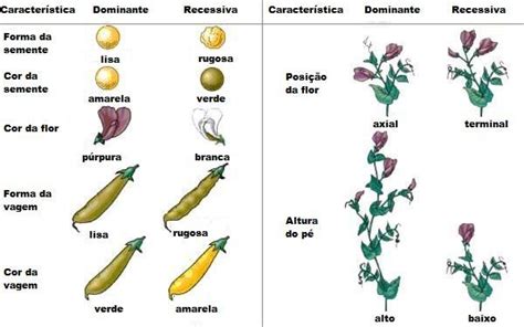 Genética Leis de Mendel Só Biologia Genética Pedra de cada signo