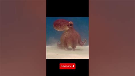 Just A Friendly Octopus Walking 🦑🦑🤩nature Shorts Youtube