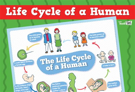 Human Life Cycle