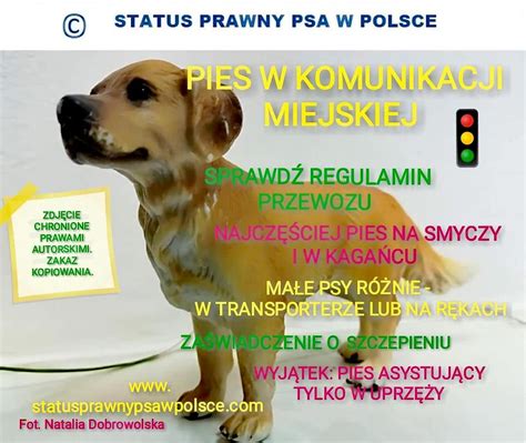 Lublin Pies W Miejscach Publicznych