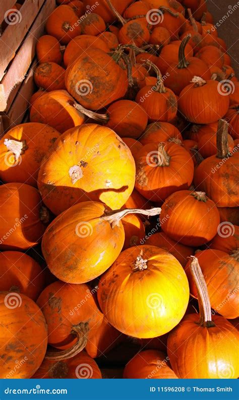 Orange Halloween Pumpkins stock photo. Image of harvest - 11596208