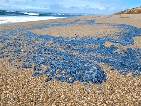 Blue Jelly-Like Creatures Wash Ashore Along California Beaches | KSRO