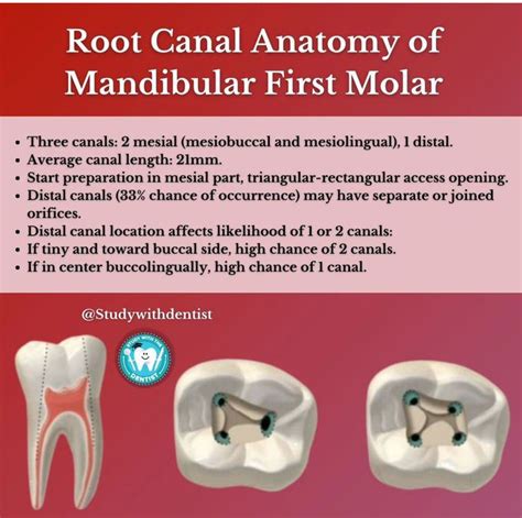 Root Canal Anatomy Of Mandibular St Molar Medizzy