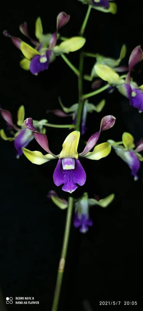 Pin Von Tara Hakari Auf Dendrobium Sp And Hybrid