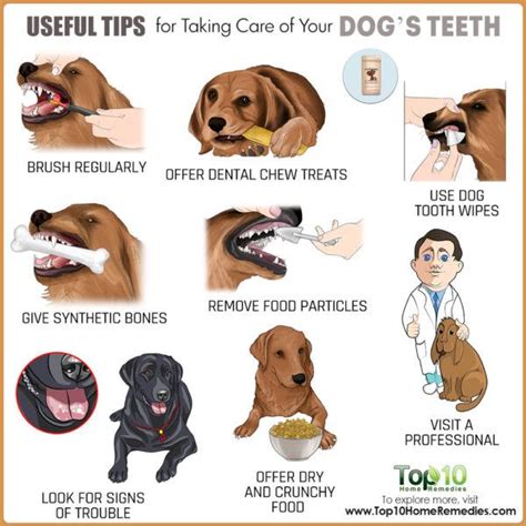 Useful Tips for Taking Care of Your Dog’s Teeth | Top 10 Home Remedies