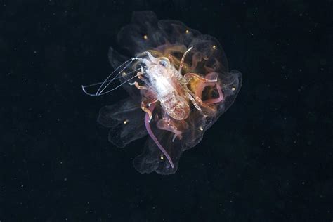 Amphipod Inside A Lion S Mane Jellyfish Photograph By Alexander Semenov