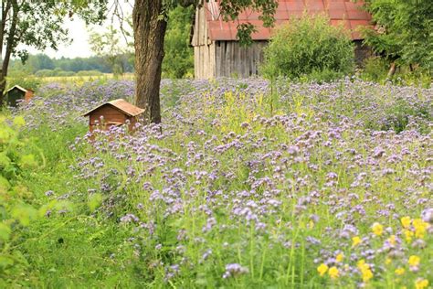 Summer In Countryside Of Podlasie Region In Lamus Dworski