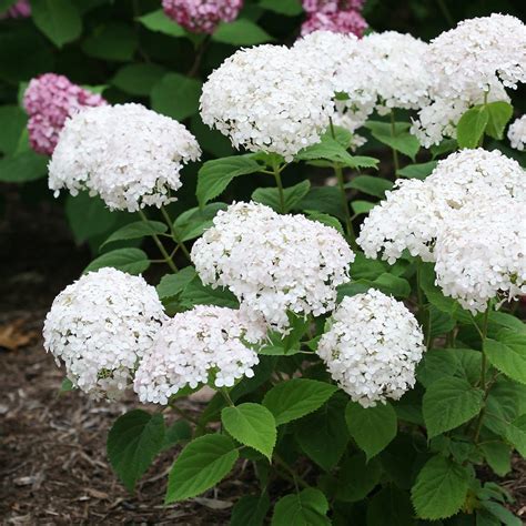 6 Breathtaking Hydrangea Species You Need In Your Garden