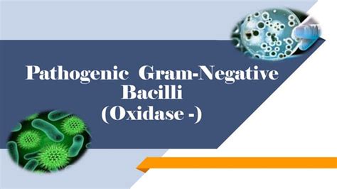 Pathogenic Gram Negative Bacilli Oxidase Ppt