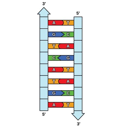 Dna Replication Openstax Concepts Of Biology