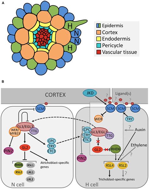 Frontiers Cell Fate Determination And The Switch From Diffuse Growth