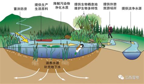 站在新起点，展现新作为——江西湿地保护进入新征程 关注森林