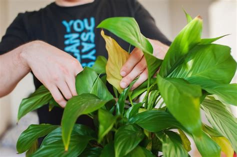 Premium Photo A Man Takes Care Of Home Plants Cuts The Leaves Closeup