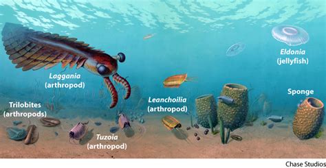 What Happened During The Cambrian Explosion Future Starr