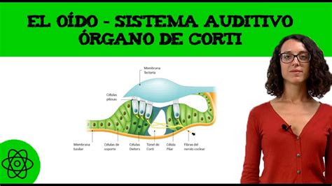 El O Do Sistema Auditivo Rgano De Corti Youtube