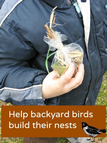 Smart Info About How To Help Birds Officermember29