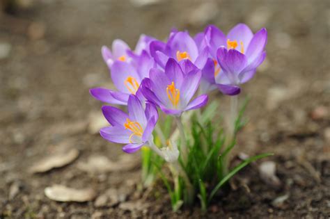 Spring Crocus Plant Care Growing Guide