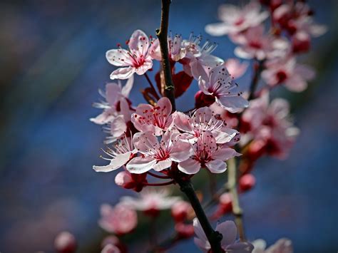 Cherry Blossom Jepang Mekar Foto Gratis Di Pixabay