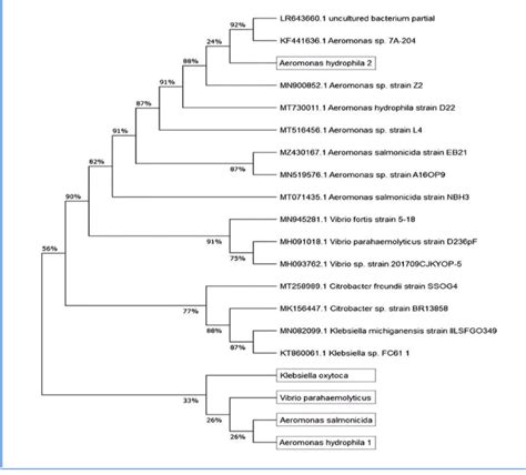 Phylogenetic Trees Based On The Partial 16s Rrna Gene Sequences Of