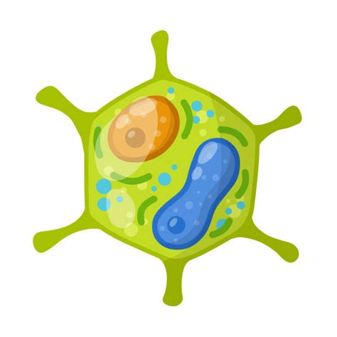 Clip Art Of A Vacuole Diagram Illustrations Royalty Free Vector Graphics And Clip Art Istock