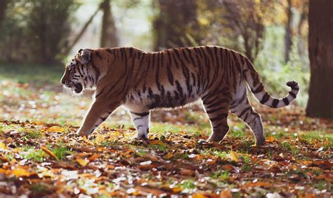 Le Tigre Protecteur De La Biodiversit Enqu Te Sur Sa Survie