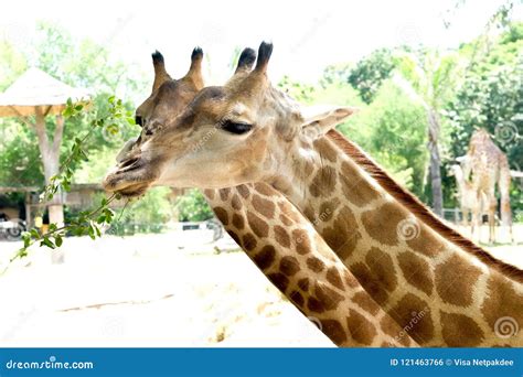 Cute giraffe head close up stock photo. Image of portrait - 121463766