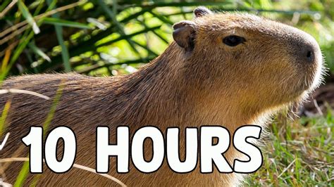 Capybara Song 10 HOURS - YouTube